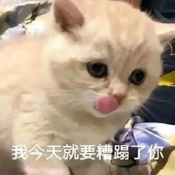 图片[14]-表情包：来啊..凿我.啊-清源森林